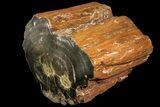 Triassic Petrified Wood (Araucaria) Log - Circle Cliffs, Utah #113280-1